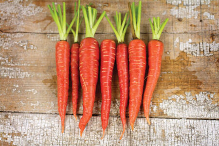 The World of Colorful Carrots Image